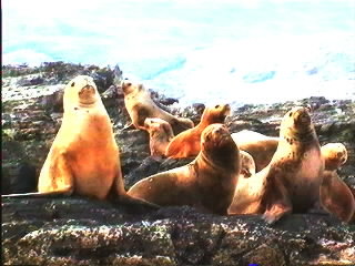 sealions.jpg (25947 bytes)