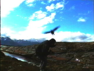 ushuaia_bird.jpg (16583 bytes)