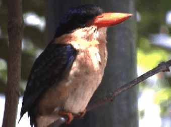Animals in Australia
