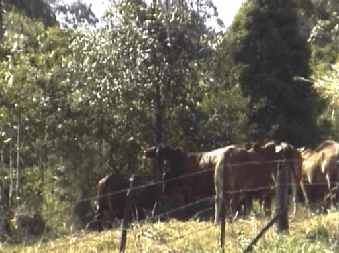 cattle_small.jpg (13798 Byte)