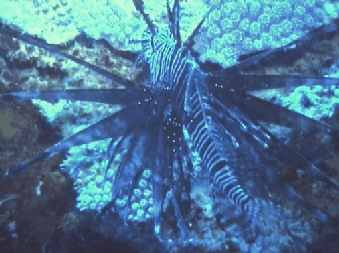 Common Lionfish - Pterois volitans