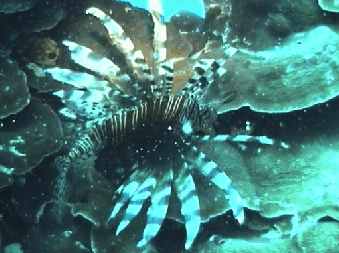 Common Lionfish - Pterois volitans