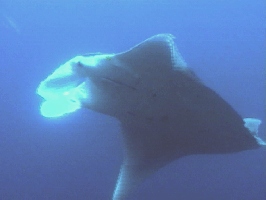 manta.jpg (64410 Byte)