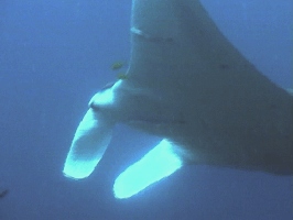 manta1.jpg (64724 Byte)