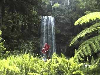 millaa_millaa_falls_small.jpg (15100 Byte)