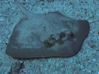 Common Stingaree - Trygonoptera testacea