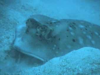 Blue-spotted Stingray - Dasyatis kuhlii