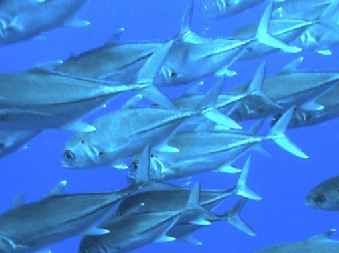 Brassy Trevally - Caranx papuensis