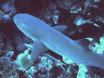 Whitetip Reef Shark -Triaenodon obesus