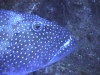 GiannusD_fischkopf.jpg (29136 Byte)