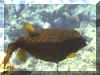 Kofferfisch - Yellow Boxfish (Ostracion cubicus)