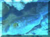Blue-spotted Fantail Ray (Taeniura lymna) - blaugepunkteter Stachelrochen