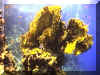 koralle.jpg (79275 Byte)