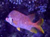 redsea00_roter_soldatenfisch (Myripristis amaena).jpg (59852 Byte)