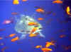 redsea00_schildkroete2.jpg (33028 Byte)
