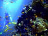 redsea00_susi_beim_tauchen.jpg (52972 Byte)