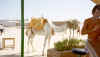 redsea_okt2000_0_02.jpg (297212 Byte)