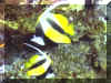 Reef Bannerfish (Heniochus acuminatus)