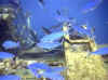 salem-express_fische.jpg (53305 Byte)