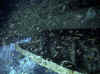salem-express_luke_glasfische2.jpg (61503 Byte)