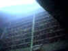 salem-express_luke_glasfische.jpg (47481 Byte)