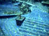 salem-express_pflanze.jpg (72960 Byte)