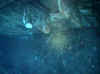 salem-express_schott.jpg (46414 Byte)