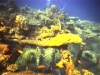 Deck mit Koralle